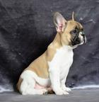 French bulldog puppies - French Bulldog (101)