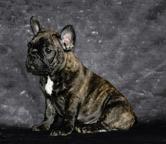 French bulldog puppies - French Bulldog (101)