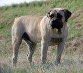Excellent boerboel litter for sale! - Boerboel