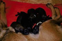 Malinois puppies - Belgian Shepherd Dog (015)