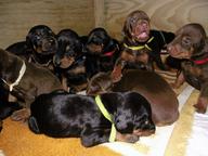 Dobermann - top working puppies with FCI Pedigree - Dobermann (143)