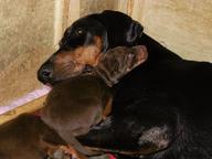 Dobermann - top working puppies with FCI Pedigree - Dobermann (143)