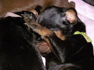 Dobermann - top working puppies with FCI Pedigree - Dobermann (143)