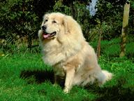 Tibetan Mastiff Puppy - golden female - FCI pedigree - Tibetan Mastiff (230)