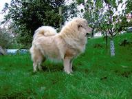 Tibetan Mastiff Puppy - golden female - FCI pedigree - Tibetan Mastiff (230)