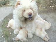 White puppies chow-chow