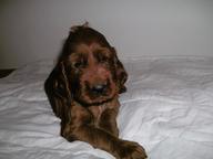 Irish red setter  puppies for sale - Irish Red Setter (120)