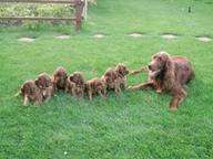 Irish red setter  puppies for sale - Irish Red Setter (120)