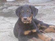 BEAUCERON with Pedigree (Slovakia)