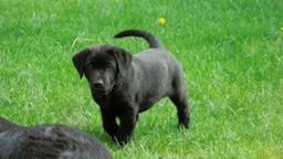 Black labrador puppies for sale