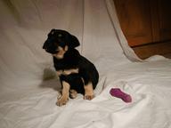 Puppies - Crossbreed