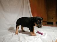 Puppies - Crossbreed