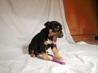 Puppies - Crossbreed