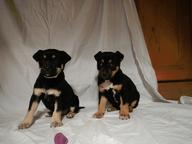 Puppies - Crossbreed