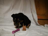 Puppies - Crossbreed