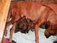 Rhodesian Ridgeback breeders  Shangani Ridge take reservations on litter A - Rhodesian Ridgeback (146)