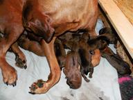 Rhodesian Ridgeback breeders  Shangani Ridge take reservations on litter A - Rhodesian Ridgeback (146)