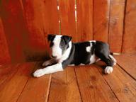 BULLTERRIER, BULLTERIER, BULTERIER - Bull Terrier (011)