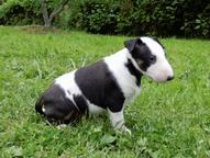 BULLTERRIER, BULLTERIER, BULTERIER - Bull Terrier (011)