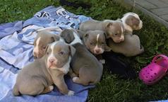 American bully pocket - American Bulldog