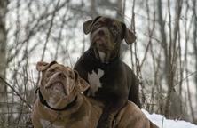 American pocket Bully - American Bulldog