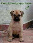 Bullmastiff kennel - sale of TOP puppies from litter E - Bulmastif (157)