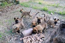 Puppies with Pedigree - Belgian Malinois Shepherd - Belgian Shepherd Dog (015)