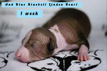 Peruvian hairless- Perro sin Pelo Del Perú from Linden Heart ❤️ kennel - Peruvian Hairless Dog (310)