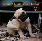 Bullmastiff kennel - sale of TOP puppies from litter E - Bulmastif (157)