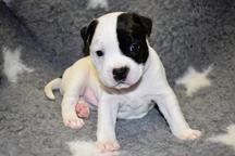 Staffordshire Bull Terrier - Staffordshire Bull Terrier (076)