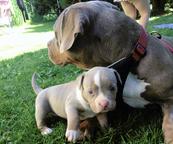 American bully pocket - American Bulldog