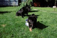 For sale German Shepherd puppies