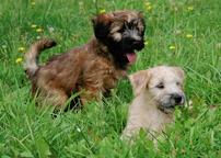 Irish soft coated wheaten terrier puppies