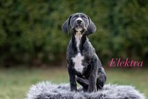 Louisian leopard dog FCI pedigree - Catahoula Cur