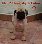 Bullmastiff kennel - sale of TOP puppies from litter E - Bulmastif (157)