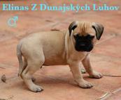 Bullmastiff kennel - sale of TOP puppies from litter E - Bulmastif (157)