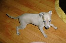 Italian greyhound, puppy, female, isabelle col. - Italian Greyhound (200) Italian greyhound, puppy, female, isabelle col. - Italian Greyhound (200)