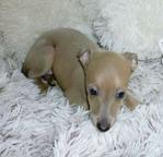 Italian greyhound, puppy, female, isabelle col. - Italian Greyhound (200) Italian greyhound, puppy, female, isabelle col. - Italian Greyhound (200)