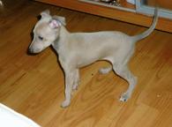 Italian greyhound, puppy, female, isabelle col. - Italian Greyhound (200) Italian greyhound, puppy, female, isabelle col. - Italian Greyhound (200)