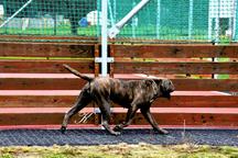 Cane Corso puppies black, brindle and blue - Italian Corso Dog (343)