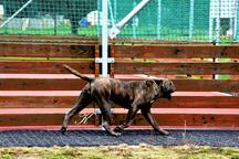 Cane Corso puppies black, brindle and blue - Italian Corso Dog (343) Cane Corso puppies black, brindle and blue - Italian Corso Dog (343)