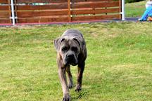 Cane Corso puppies black, brindle and blue - Italian Corso Dog (343) Cane Corso puppies black, brindle and blue - Italian Corso Dog (343)