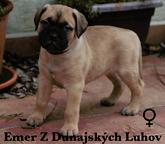 Bullmastiff kennel - sale of TOP puppies from litter E - Bulmastif (157)