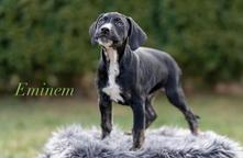 Louisian leopard dog FCI pedigree - Catahoula Cur