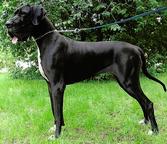 Available for sale are very beautiful puppies - Great Dane (235)