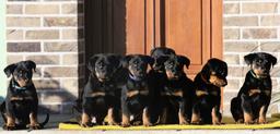 Beauceron - puppies for sale - Beauceron (044)