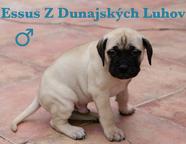 Bullmastiff kennel - sale of TOP puppies from litter E - Bulmastif (157)