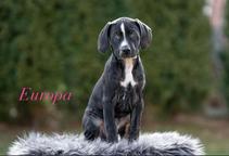 Louisian leopard dog FCI pedigree - Catahoula Cur