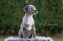 Louisian leopard dog FCI pedigree - Catahoula Cur