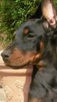 High Quality Dobermann puppies  - Dobermann (143)